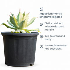 Agave isthmensis ‘Kabutogani Variegata’
