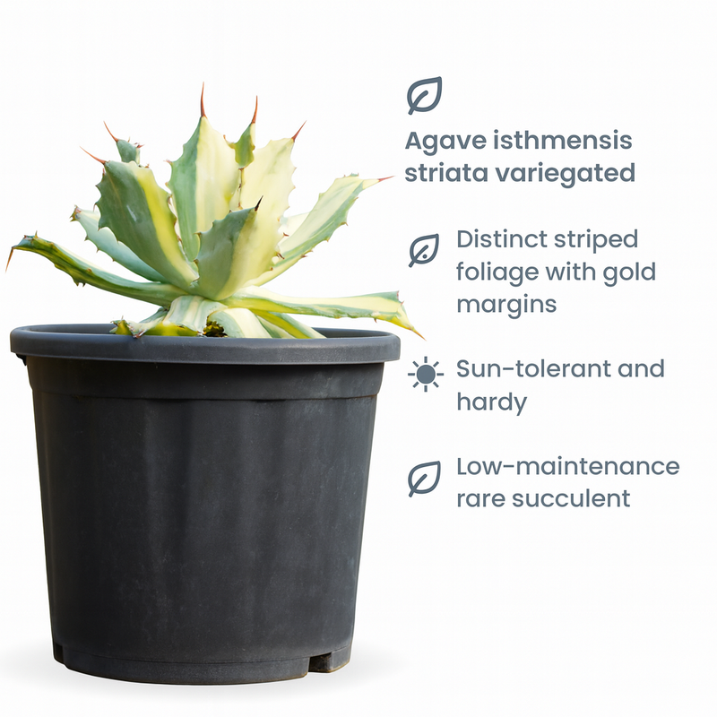 Agave isthmensis ‘Kabutogani Variegata’