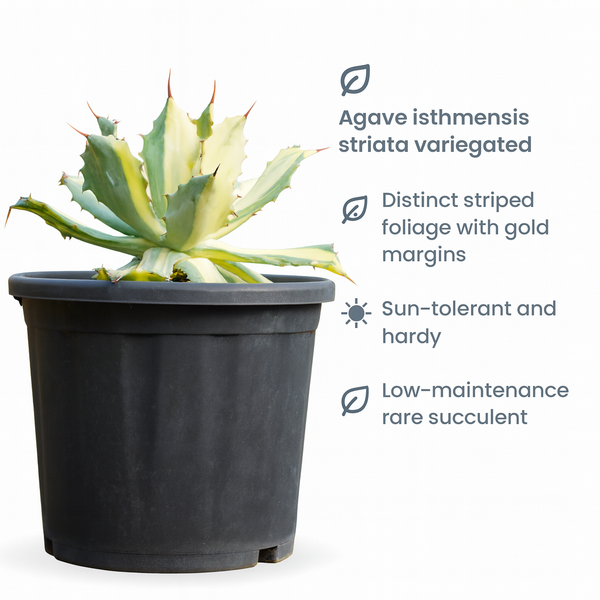 Agave isthmensis striata variegated m1