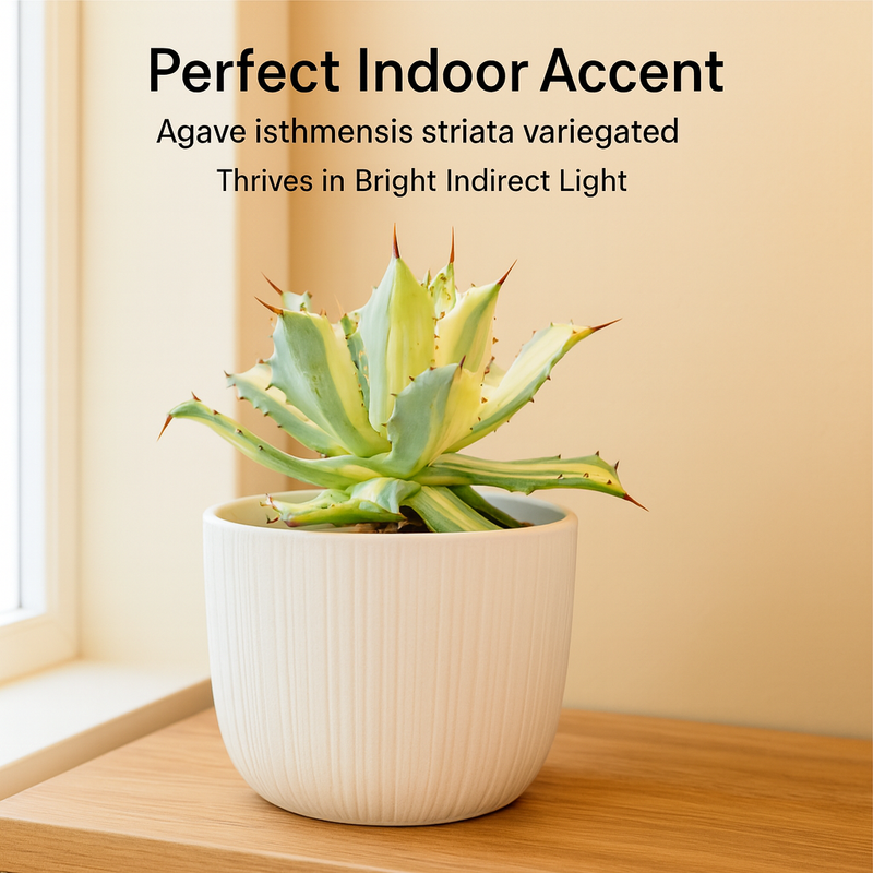 Agave isthmensis striata variegated m1