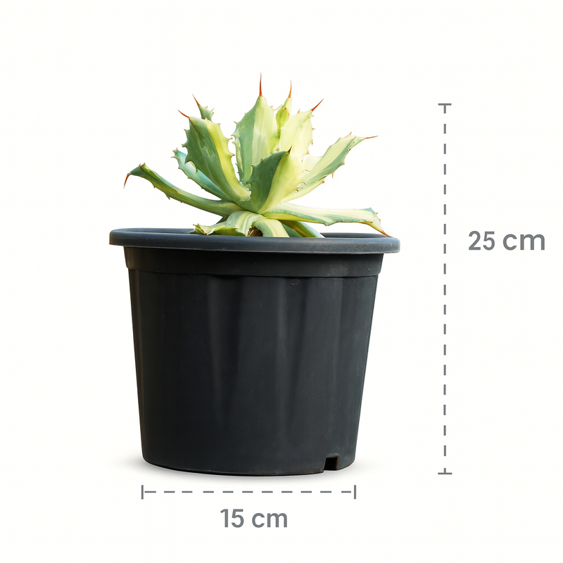 Agave isthmensis ‘Kabutogani Variegata’