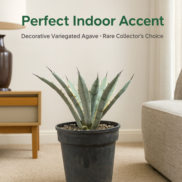 Agave macroacantha variegated