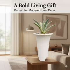 Agave macroacantha variegated