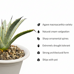 Agave macroacantha variegated