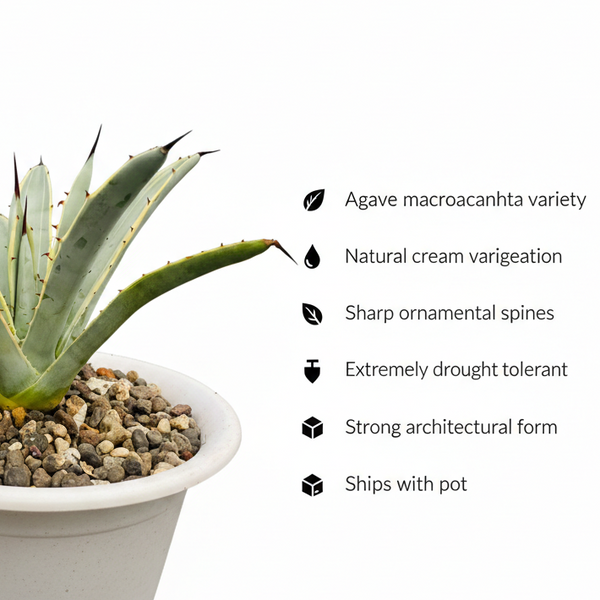 Agave macroacantha variegated