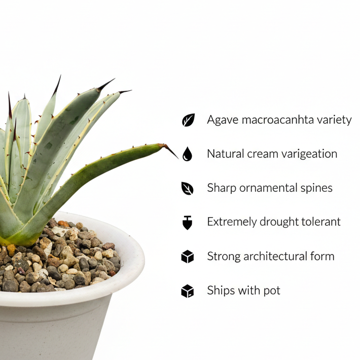 Agave macroacantha variegated