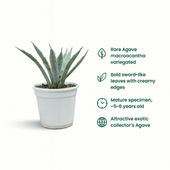 Agave macroacantha variegated