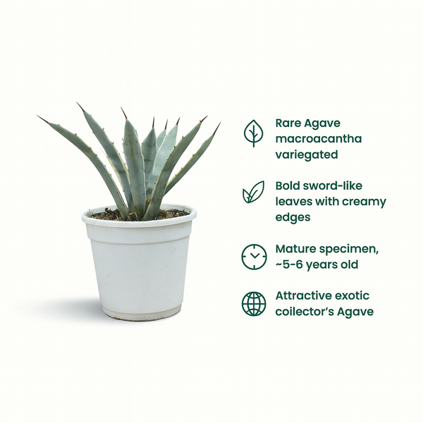 Agave macroacantha variegated