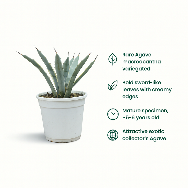 Agave macroacantha variegated