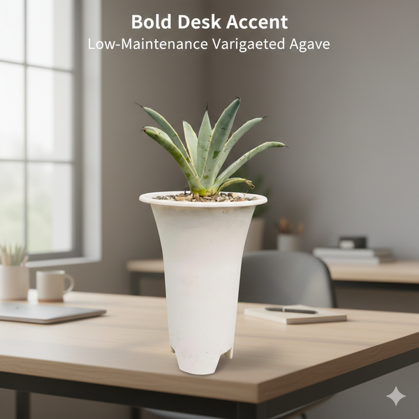 Agave macroacantha variegated