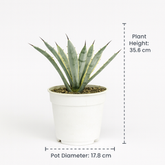 Agave macroacantha variegated