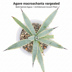 Agave macroacantha variegated