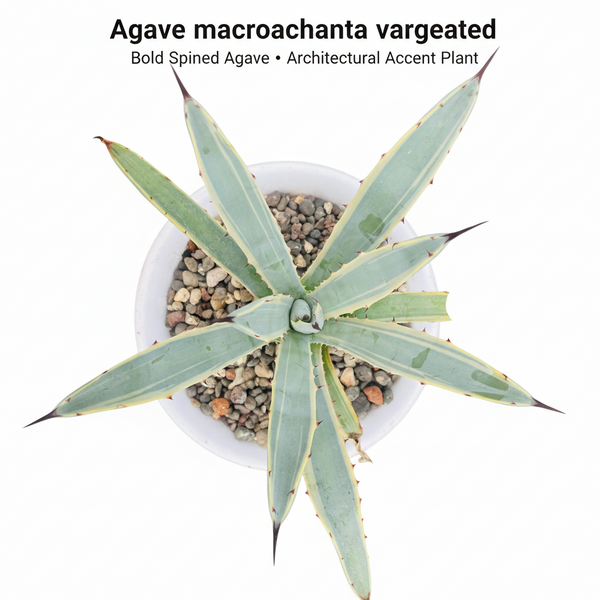 Agave macroacantha variegated