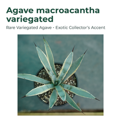 Agave macroacantha variegated