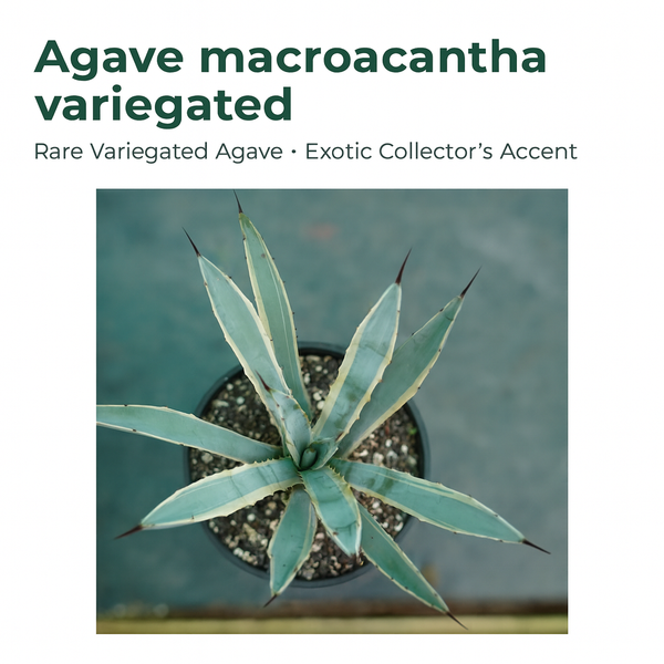 Agave macroacantha variegated