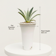 Agave macroacantha variegated