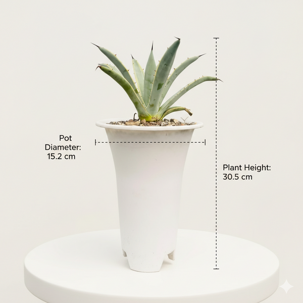 Agave macroacantha variegated