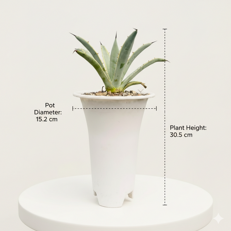 Agave macroacantha variegated