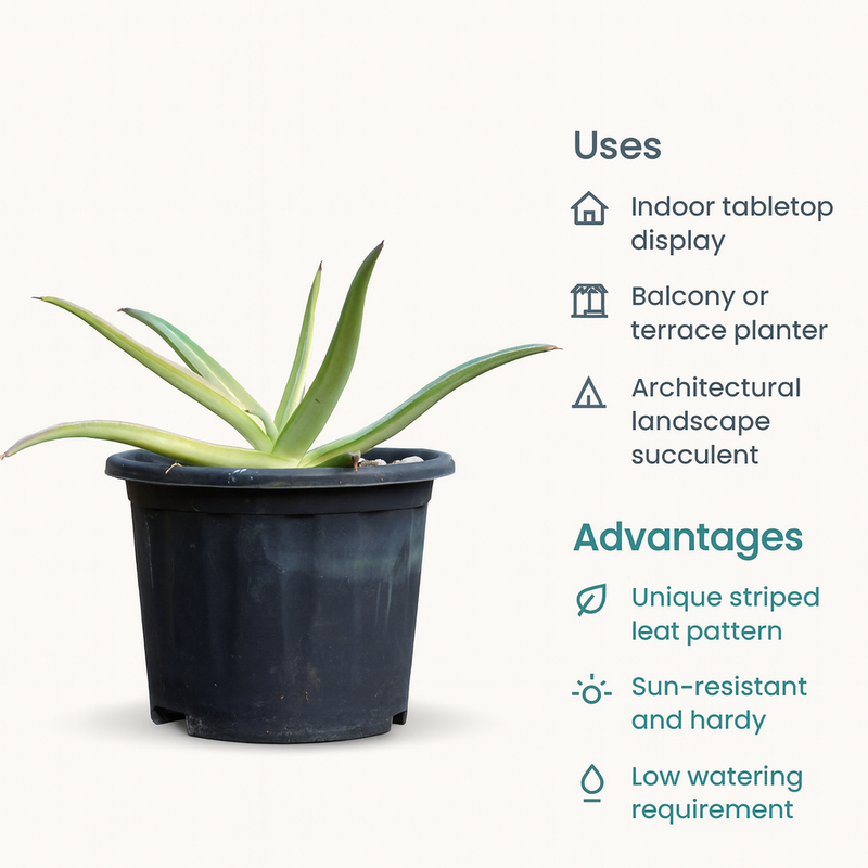 Agave nizandensis (Nizand)