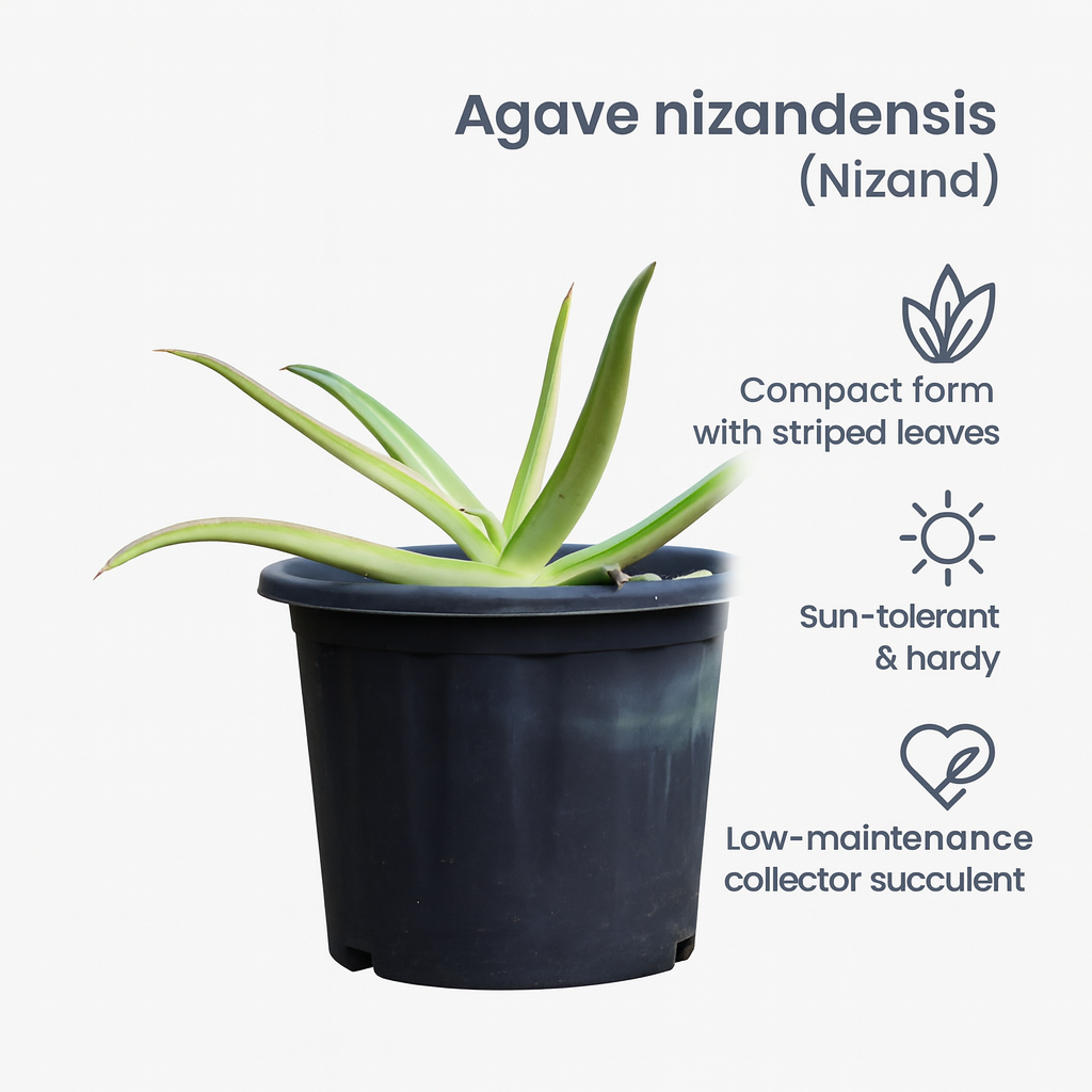 Agave Nizandensis Rare Succulent Plant Compact Agave – Samarth Agave Nizandensis Rare Succulent Plant Compact Agave – Samarth