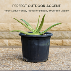 Agave nizandensis (Nizand)