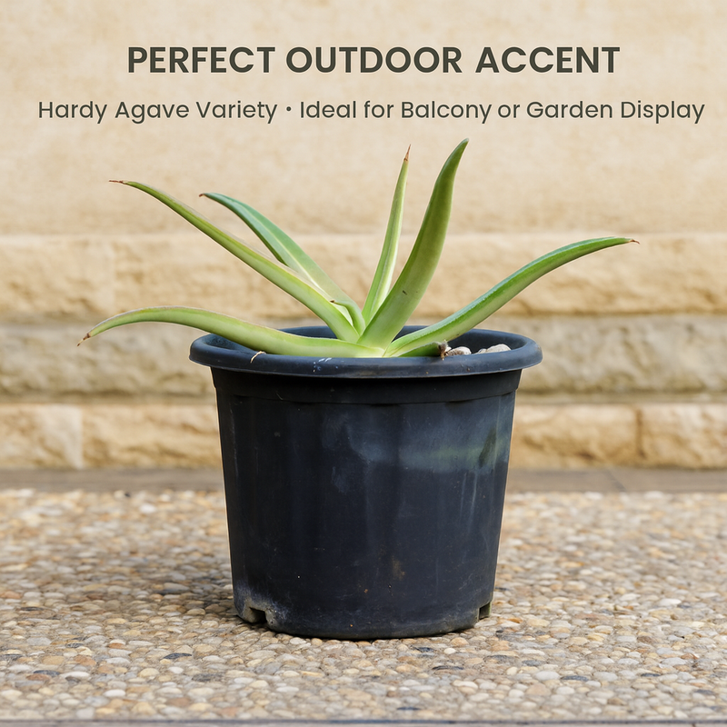 Agave nizandensis (Nizand)