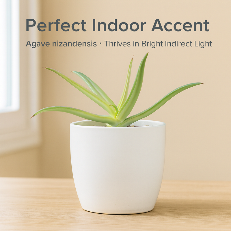 Agave nizandensis (Nizand)