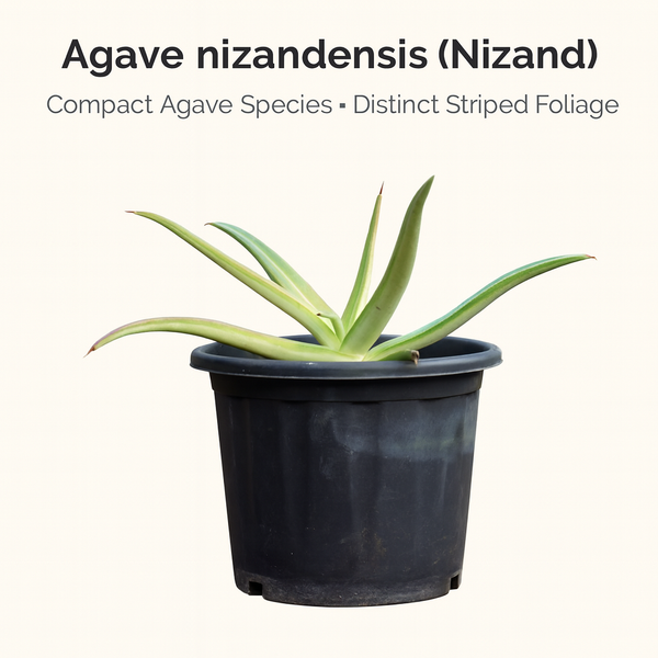 Agave nizandensis (Nizand)