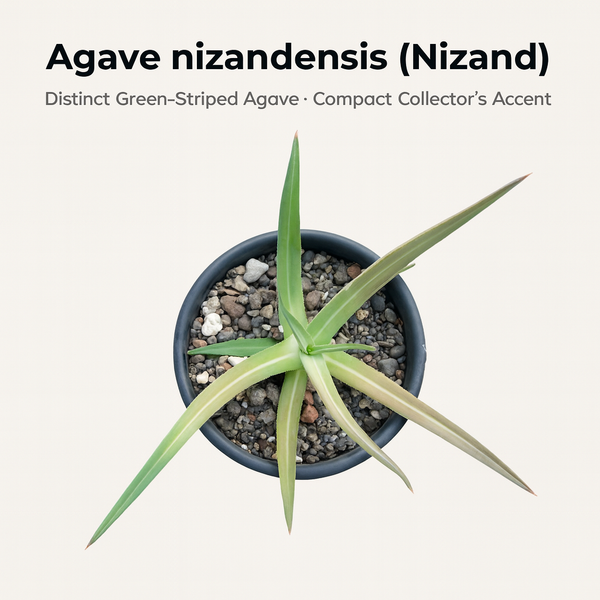 Agave nizandensis (Nizand)