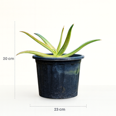 Agave nizandensis (Nizand)