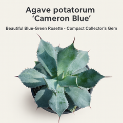 Agave Potatorum Cameron Blue