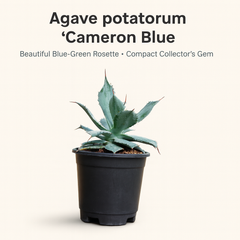 Agave Potatorum Cameron Blue