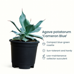 Agave Potatorum Cameron Blue