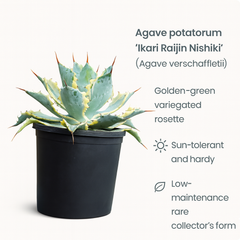 Agave potatorum ‘ikari raijin nishiki’ (Agave verschaffeltii)