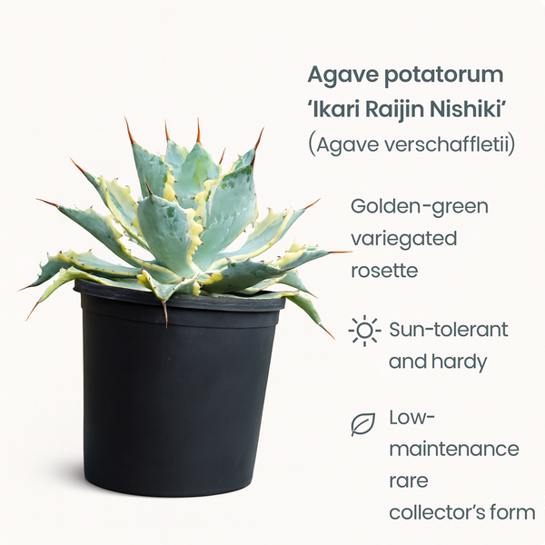Agave potatorum ‘ikari raijin nishiki’ (Agave verschaffeltii)