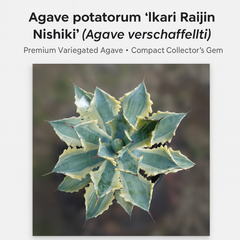 Agave potatorum ‘ikari raijin nishiki’ (Agave verschaffeltii)