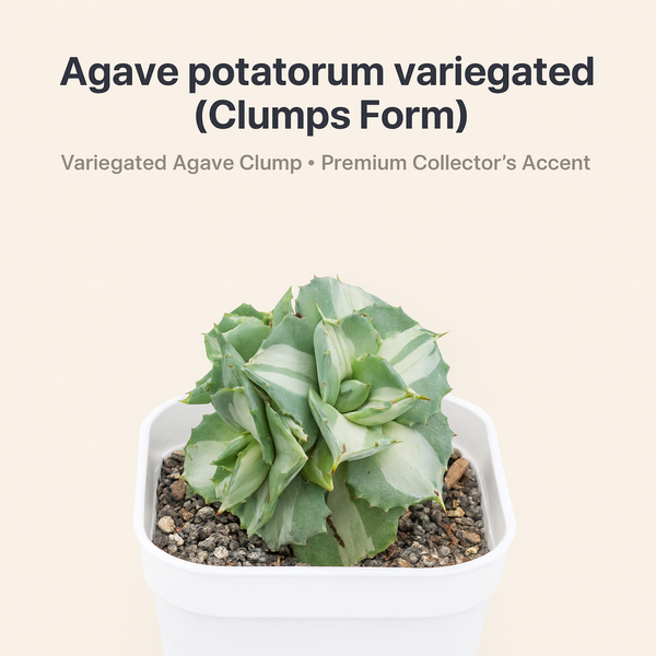Agave potatorum variegated (Clumps Form)