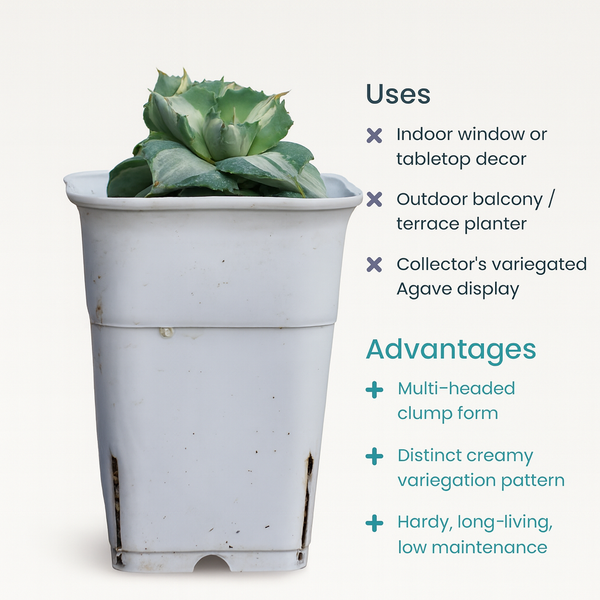 Agave potatorum variegated (Clumps Form)