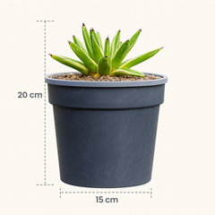 Agave victoriae-reginae 'Golden Princess'