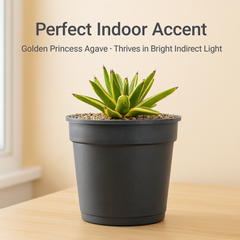 Agave victoriae-reginae 'Golden Princess'