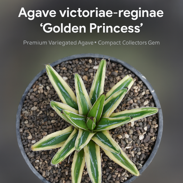Agave victoriae-reginae 'Golden Princess'