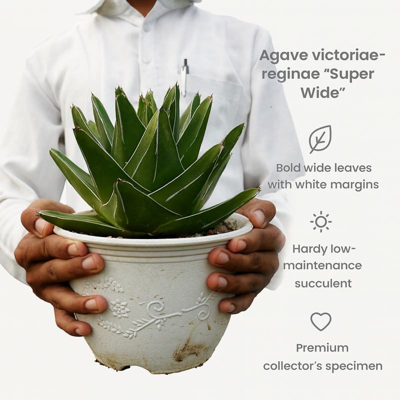 Agave victoriae reginae super wide