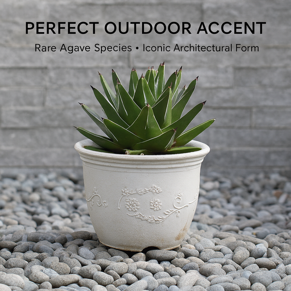 Agave victoriae reginae super wide