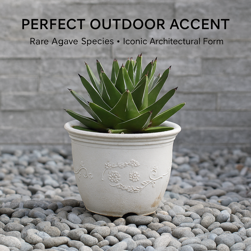 Agave victoriae reginae super wide