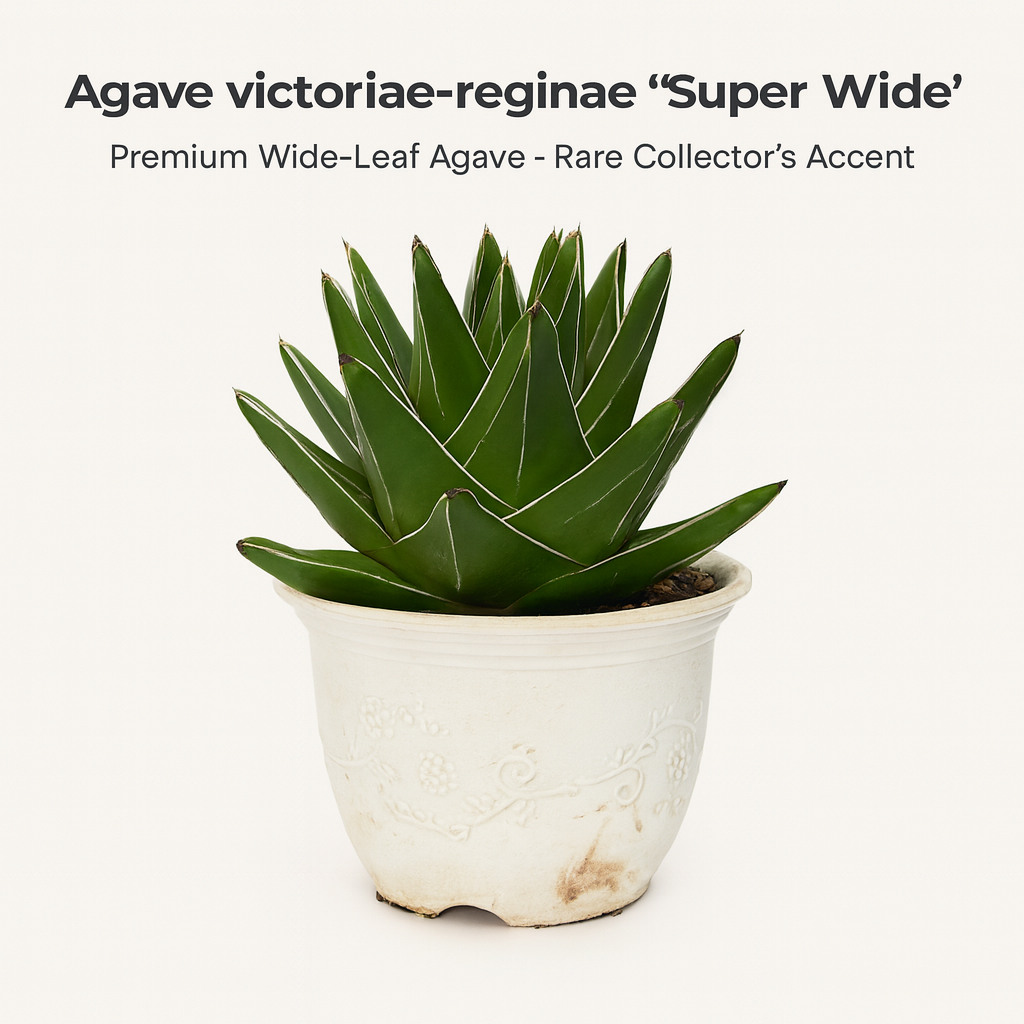 Agave Victoria Reginae Super Wide Rare Succulent Plant Queen Agave Agave Victoria Reginae Super Wide Rare Succulent Plant Queen Agave
