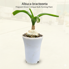 Albuca bracteata