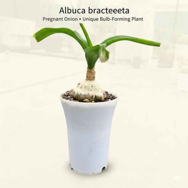 Albuca bracteata