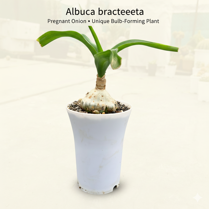 Albuca bracteata