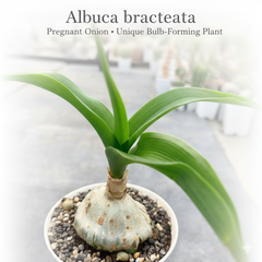 Albuca bracteata