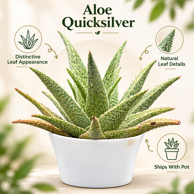 Aloe ‘Quicksilver’